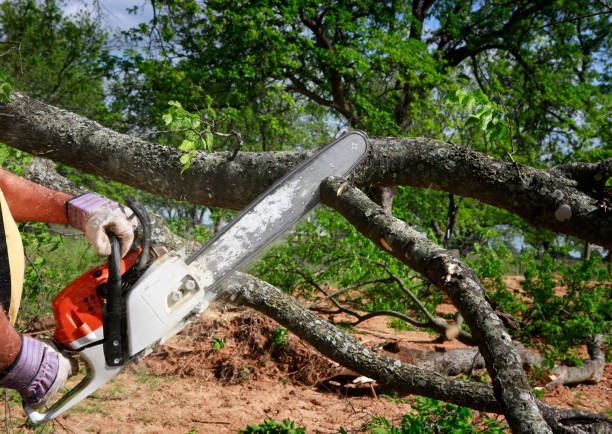 The Steps Involved in Our Tree Care Process in Salisbury, NC